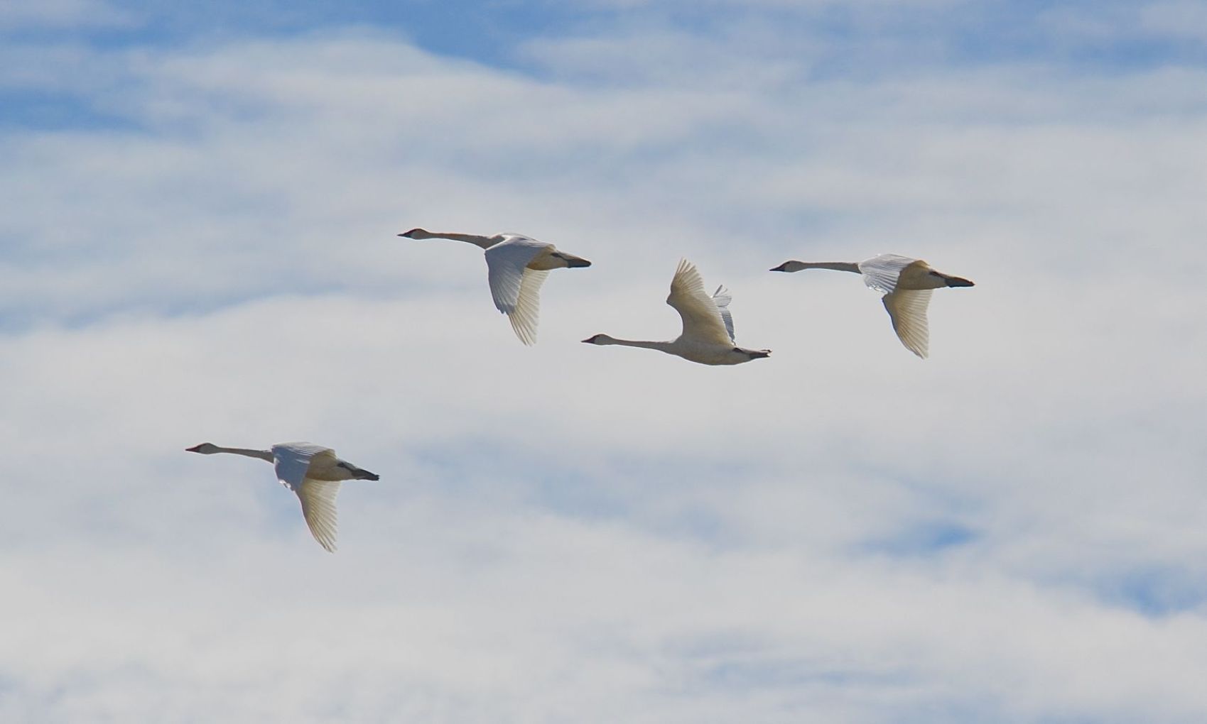 Birds